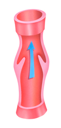 Superficial Veins One-way Valves 1