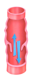 Superficial Veins One-way Valves 3