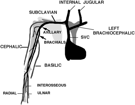 Deep Venous System