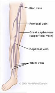 Deep Venous System